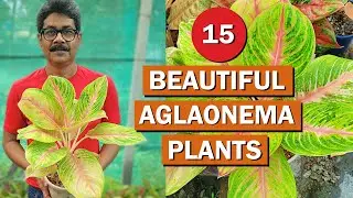 Top 15 Most Beautiful Aglaonema Varieties 🌺Aglonema Plant Care Tips 🌺 Chinese Evergreen CARE Tips