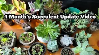 Online Succulent Purchase Update // 4 Month's Succulent Update Video.