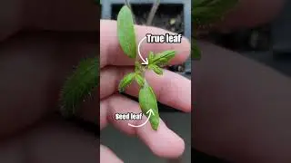 Seed Leaves vs True Leaves