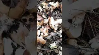 Збираємо грибочки Рядовки тополеві