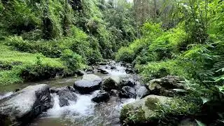 Let quiet river sounds wash over you in a misty woodland creek to help you sleep more peacefully