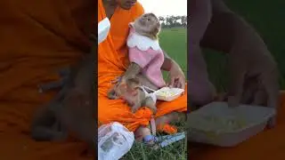 Monkey Achu with Ape eating cake together #shorts