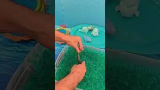 Whales & Gel Beads! A Fun Counting Game for Kids 40-50 🐋