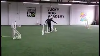 CPE Wildcard Level 1 - Dog Agility Competition - NQ Run