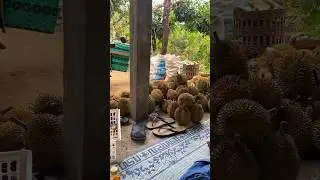 Wonogiri jawa tengah panen raya durian #durianlokal #panendurian
