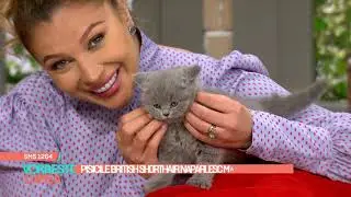 British Shorthair, pisicile aristocrate