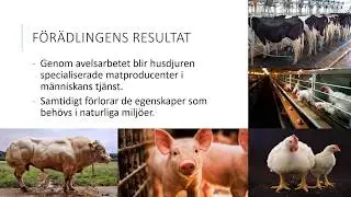 Växt-  och djurförädling