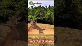Leopard vs Chinkara: Epic Chase Caught on Camera!