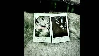 I Don’t Trust My Cats- The Love Melons (Official Audio)