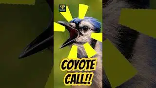 Watch This Blue Jay Mimic A Coyote!