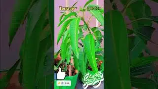 Plantting Tree 🌳