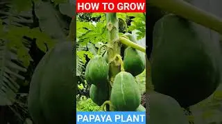 How To Grow Papaya Plant At Home #shorts  #viral #rainlily #plant #waterlily