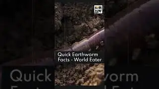 5 Quick Earthworm Facts - The World Eater - Animal a Day #shorts