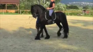 Riding stunt horse
