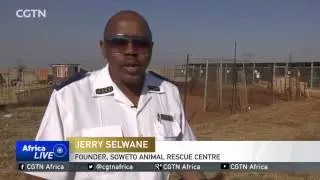 Soweto Stray Dogs: Animal shelter provides homes for more than 100 dogs