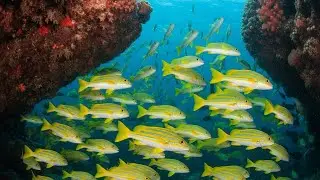 Peaceful Night Meditation with Peaceful Sea Energy for Better Sleep