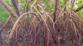 Explorers' Academy: Mangroves of Florida