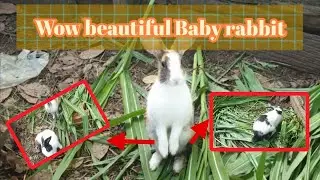 Little rabbit chirps.