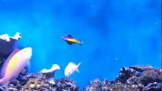 Naoko's Fairy Wrasse
