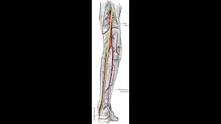 Tibialis Posterior Motor Point Needling