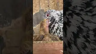 A Father&rsquo;s Love in Silence / Pigeons ❤️&zwj;🔥