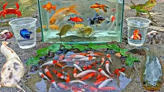 Wow! Tangkap Ikan Hias Warna warni di Sungai, Ikan Cupang, Ikan Mas, Ikan Lele, Ikan Gabus, Iguana