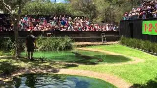 Feeding Elvis the Crocodile - Australian Reptile Park - 29th December 2014