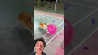 Puppy crashes ballom #funny #carstuff #funnymemes #amazingmemes #comedymemes #comedy