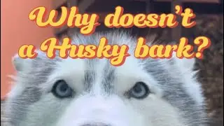 Huskies and Barking 🐾 | Why Your Husky Doesn’t Bark Like Other Dogs