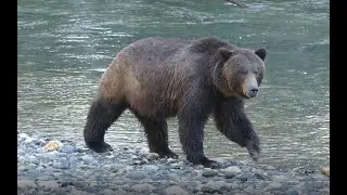 Bear watching trip to Toba Inlet, BC