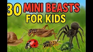 30 Amazing Mini Beasts for Kids-Fun facts await!