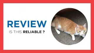 WAFFLES COIN ($WAFFLES) : FULL REVIEW (Token, Staking, News, Crypto, Price prediction)