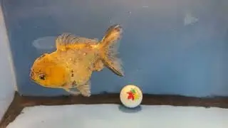 Oranda S/T 6712