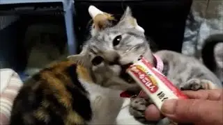 子猫ちゃんが母猫のチュールを奪っちゃいます