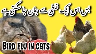 Cats are getting sick with bird flu || Here's how to protect them || bird flu in cats || cat care