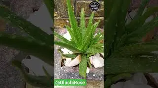 Aloe vera very healthy plant used in the cosmetic industry and also as herbs for healing.