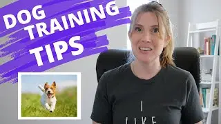 Tips For When Dog Training Moves Outside Of The Home | Beginner Dog Training Series