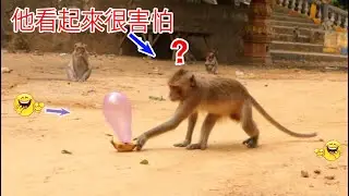 Monkey video Prank monkey #funny #monkey #monkeyvideo #animals #funnyanimal #monkeyshow #animals