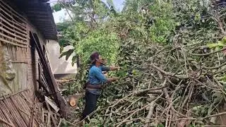 EFFORTLESS RAMBUTAN TREE PRUNING USING MODERN CHAINSAW TECHNIQUES - Agriculture Gardening