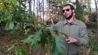 Tree Growth Regulator Green Goddess LLC Twin Cities Tree Talk Minnesota Midwest Red Oak Comparison