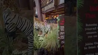 🎄CHRISTMAS at JAMBO House-Disney&rsquo;s Animal Kingdom Lodge #disney #disneyresort #disneyvacation