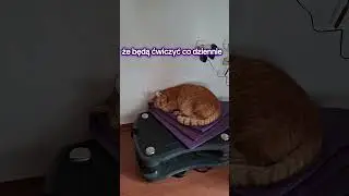 How are your New Year's resolutions going? Good luck. #resolution #humor #cat #exercise