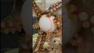 Octopus have segmented Nervous system #sciencefacts #facts #shorts
