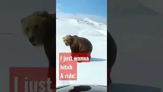 Fuzzy bear tries to hitch a ride! Cute Animals #funnyanimalvideos #animalplanet