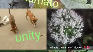 Small size organic farm