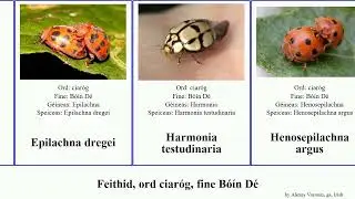 Feithid, ord ciar&oacute;g, fine B&oacute;&iacute;n D&eacute; insect argus fiche maculata marginalis testudinaria ga. dregei