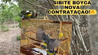 Sibite solto muito fogoso, seu sibite vai fica louco em casa🔥