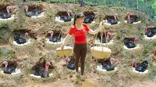 Build 20 Nests for Pheasants to Lay Eggs - Harvest 150 Giant Eggs and Go to Market |  Phương Farm TV