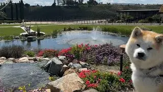 2024 March | Temecula Wine Tasting at Wilson Creek and Avensole