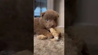 #cute #pomsky #puppy #puppylove #shortvideo #shorts #pup #puppies #dog #dogs #cutebaby #doglover #yt